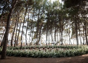 Lovely pine forest in Capri