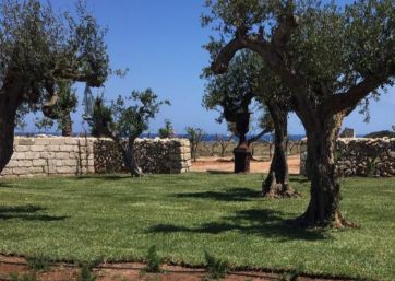 Olive trees garden for weddings island of Favignana